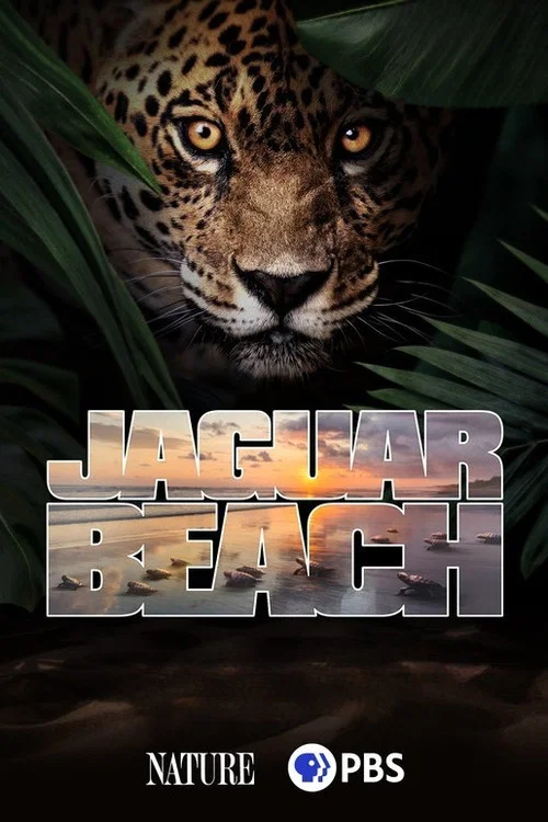 Jaguar Beach‎
