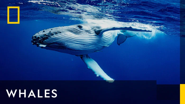 Whales still