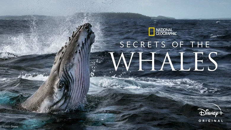 Secrets of the Whales still