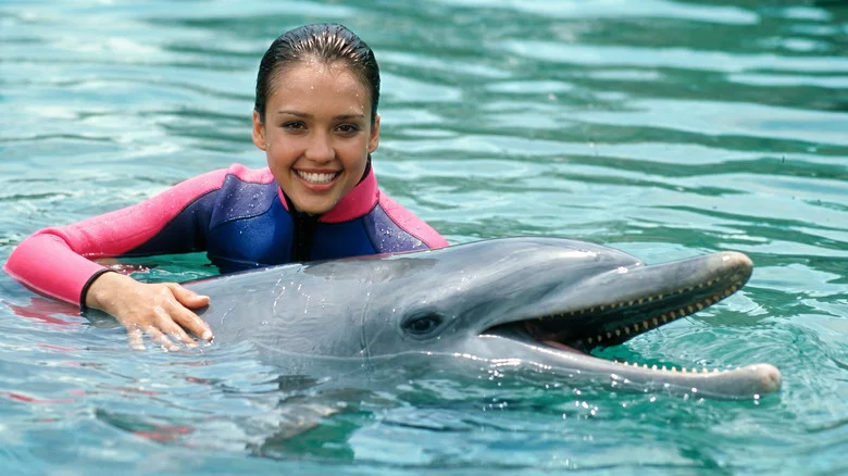Flipper still