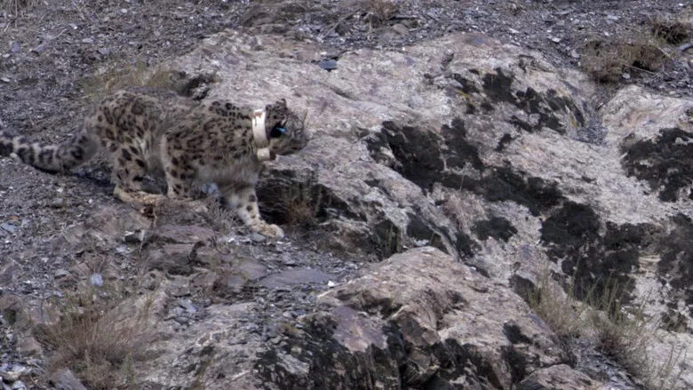 Snow Leopard: Beyond the Myth still