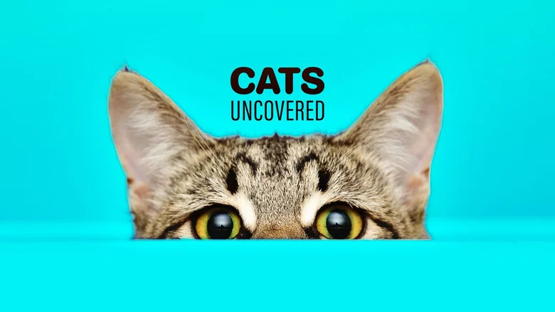 Cat Watch 2014: The New Horizon Experiment still