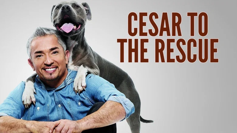 Cesar 911 still