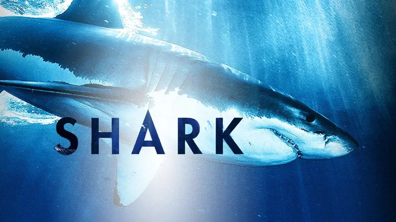 Shark still