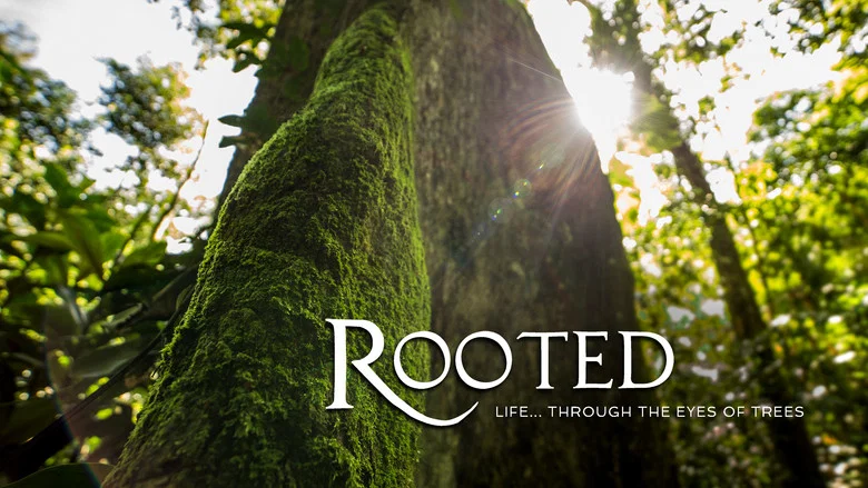 Rooted still