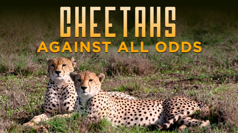 Cheetahs Against All Odds still