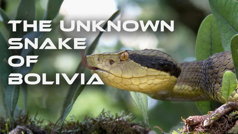 The Unknown Snake of Bolivia still