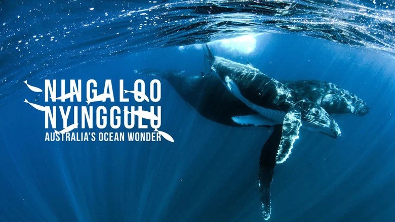 Ningaloo Nyinggulu still