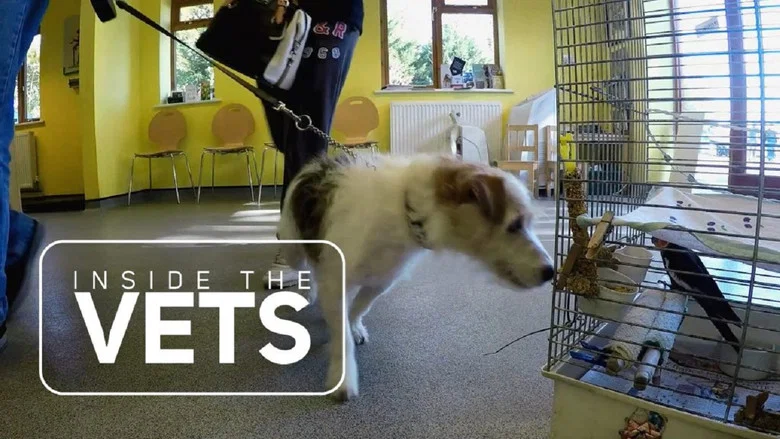 Inside the Vets still