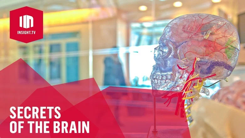 Secrets of the Brain still