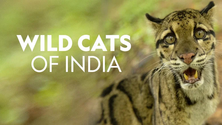 Wild Cats of India still