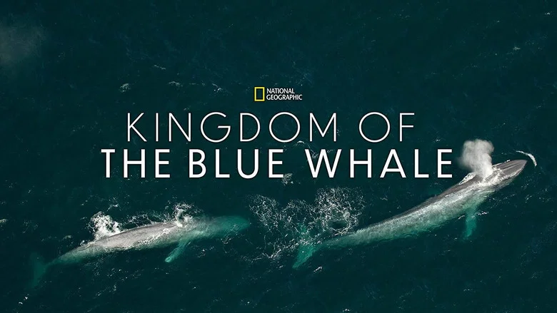 Kingdom of the Blue Whale still