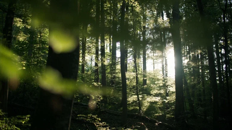Secrets of the Forest still