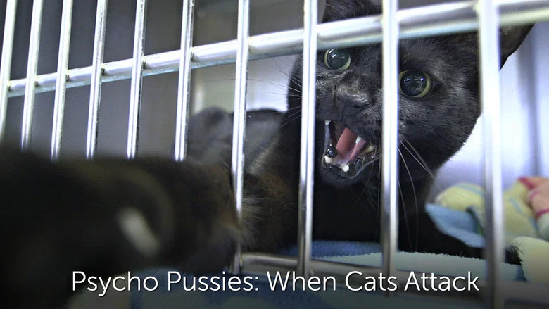 Psycho Pussies: Mad Cat Attacks still