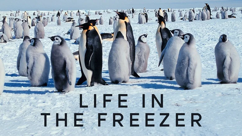 Life in the Freezer still