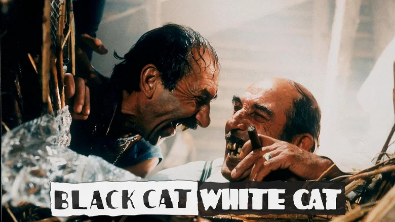 Black Cat, White Cat still