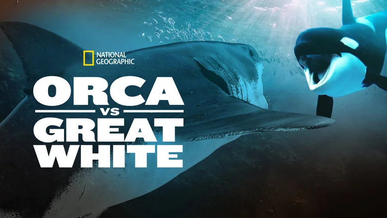 Orca Vs. Great White still