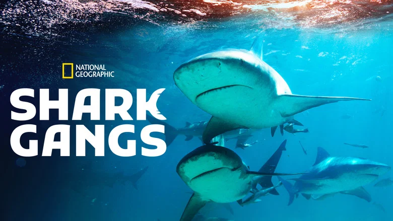 Shark Gangs still