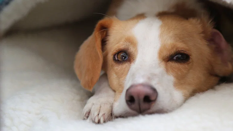 Can Dogs Talk? still