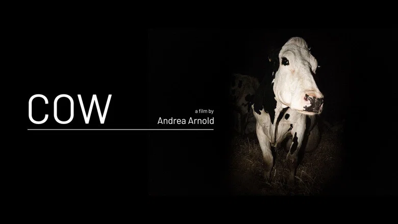 Cow still
