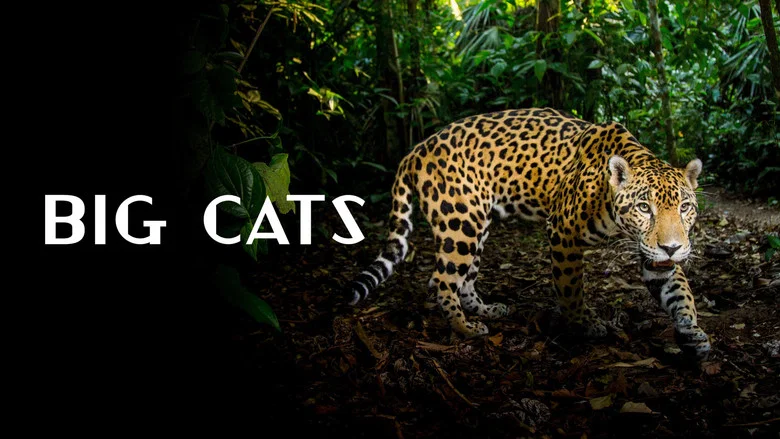 Big Cats still