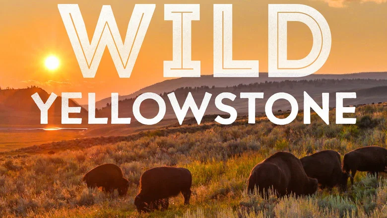 Wild Yellowstone still